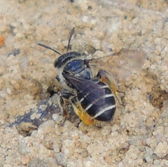 Calliopsis andreniformis