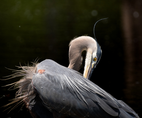 Great Blue Heron photographed in North Carolina