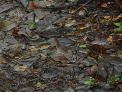 Pierella lamia chalybaea