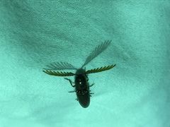 Dicrepidius palmatus