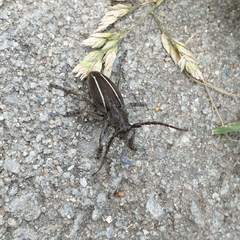 Neodorcadion bilineatum