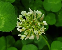 Trifolium repens