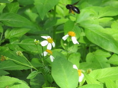 Xylocopa tranquebarorum