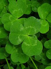 Trifolium repens