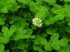 Trifolium repens