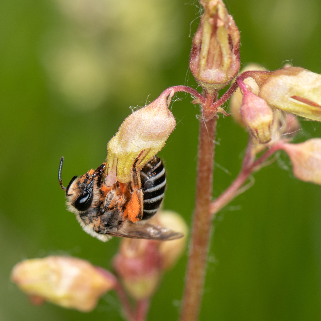 Andrews' Cellophane Bee