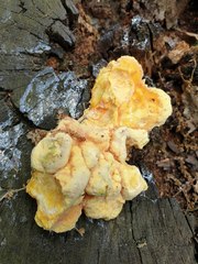 Polyporales