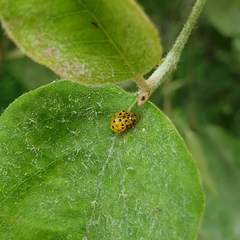 Psyllobora vigintiduopunctata