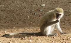 Chlorocebus pygerythrus hilgerti