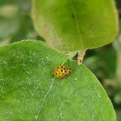 Psyllobora vigintiduopunctata