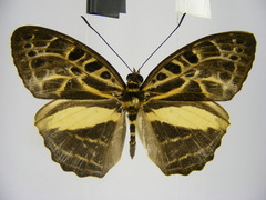 Catuna angustatum