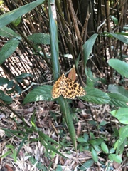 Epobeidia tigrata tigrata