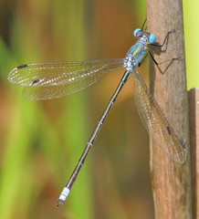 Lestes eurinus