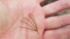 Oxalis polyphylla pentaphylla