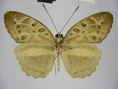 Catuna angustatum