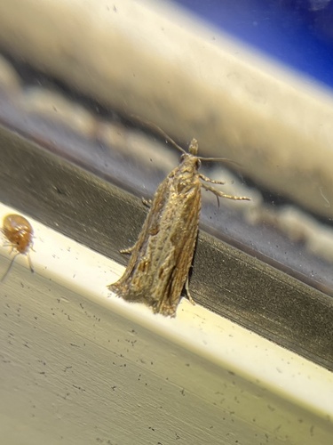Bayberry Leaftier Moth photo 4