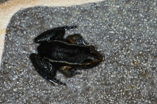 Gold-striped Frog, Lithodytes lineatus