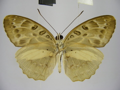 Catuna angustatum