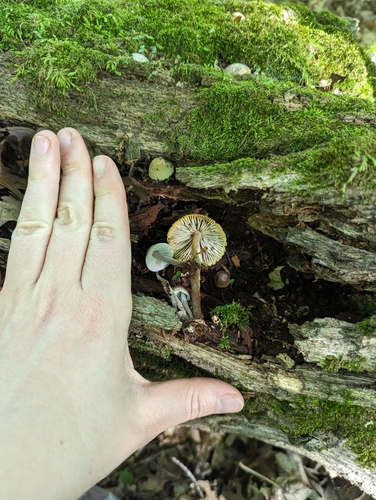 Mycena