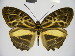 Catuna angustatum