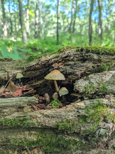 Mycena (Photo 2 of 5)
