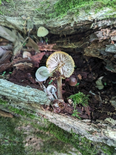 Mycena (Photo 3 of 5)