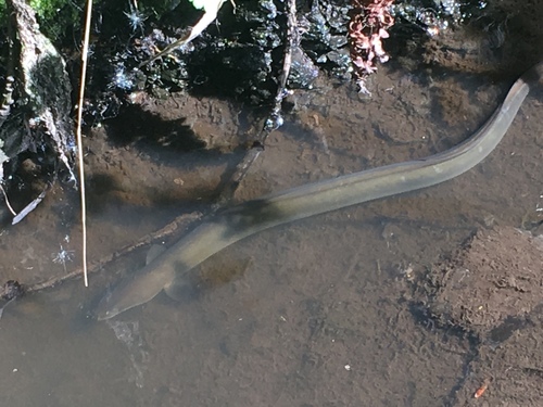 European Eel