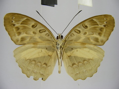Catuna angustatum