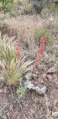 Penstemon superbus