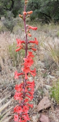 Penstemon superbus