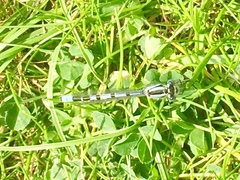 Enallagma cyathigerum