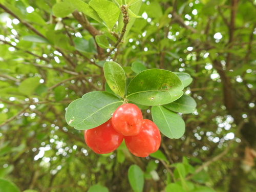 Malpighia emarginata