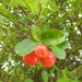 Acerola - Photo (c) Rogério Gribel, some rights reserved (CC BY-NC-ND), uploaded by Rogério Gribel