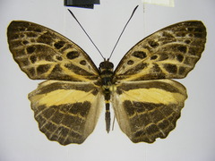 Catuna angustatum