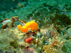 Antennarius commerson