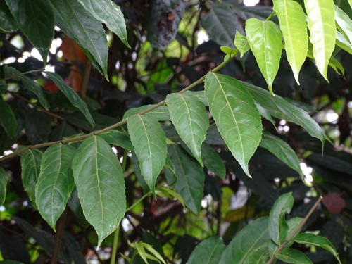 Foto de Pimenta-de-macaco