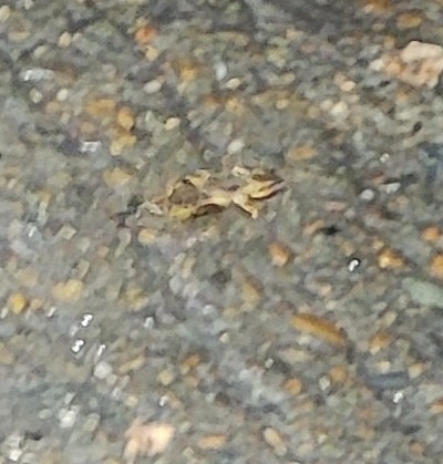 Oriental Mole Cricket