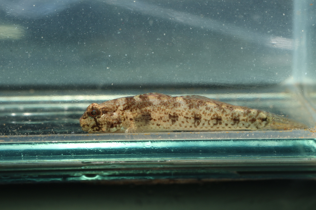 Barecheek goby (Gnatholepis gymnocara) — Gobiidae