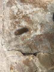 Estigmene acrea