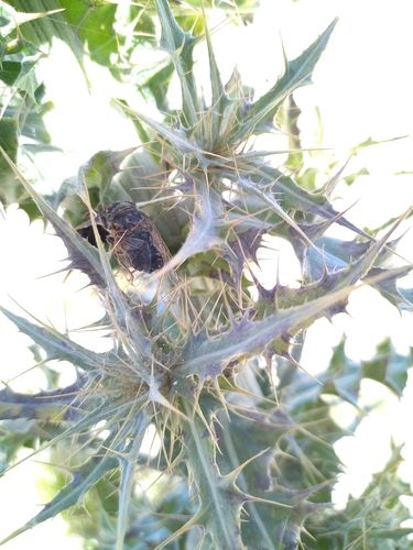 Van Duzee's Cicada photo 5