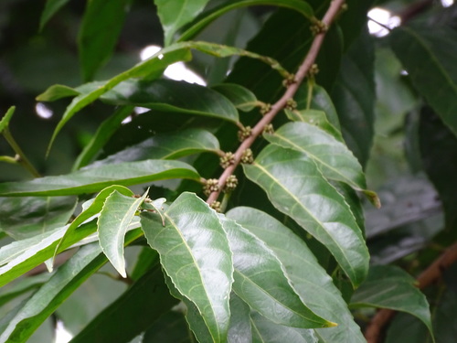 Foto de Pimenta-de-macaco