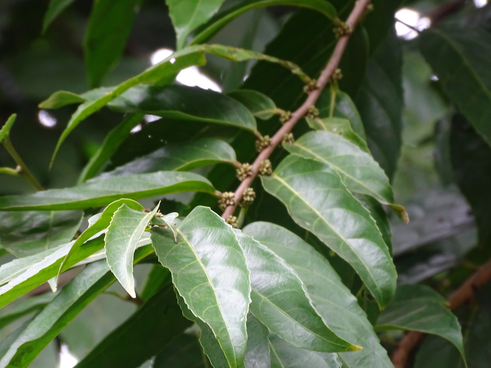 Imagem de Pimenta-de-macaco