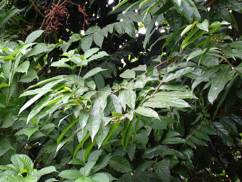 Foto de Pimenta-de-macaco