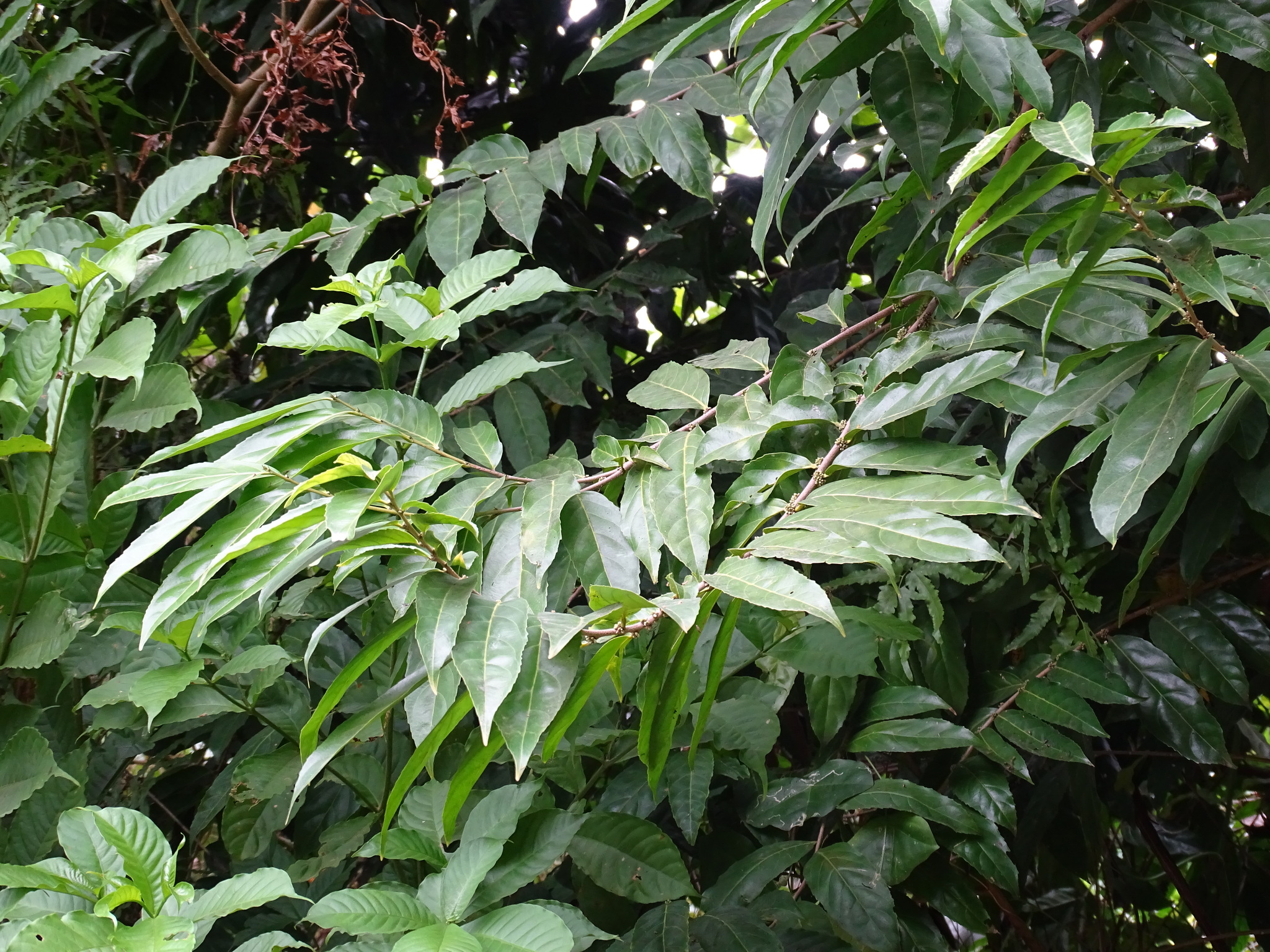 Imagem de Pimenta-de-macaco