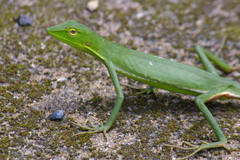 Vietnamese Forest Lizard photo 3