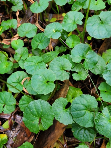 Viola banksii