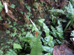 Choreutis amethystodes