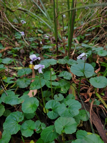 Viola banksii
