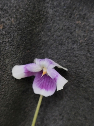 Viola banksii
