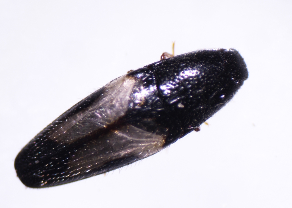Drapetes plagiatus